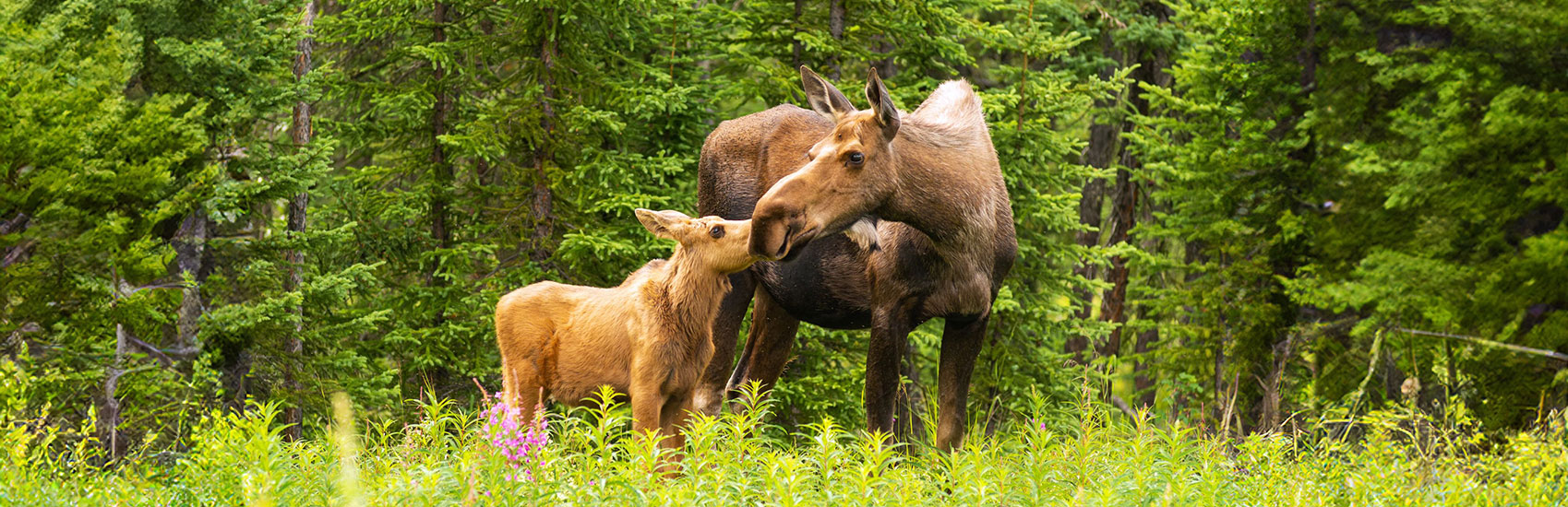 Experience Alaska in 2026 with Holland America 4