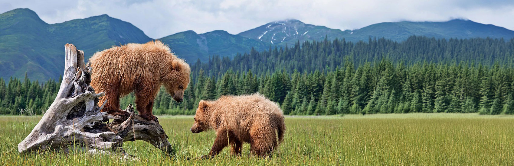 Experience Alaska in 2026 with Holland America 2