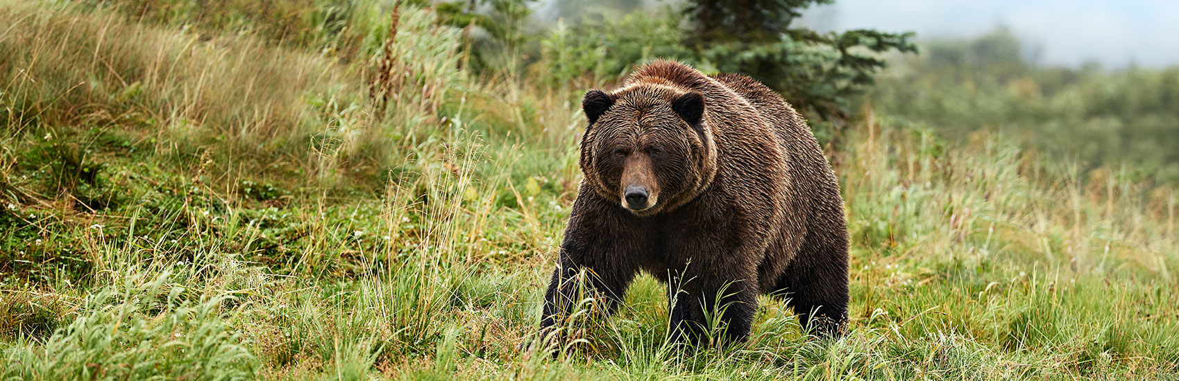 Live (and love) Alaska with Princess 5